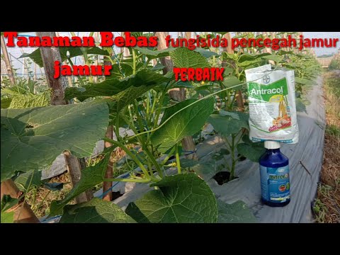 Video Cara Mencegah Tanaman Bebas Dari Jamur Embun Bulu Cacar Daun