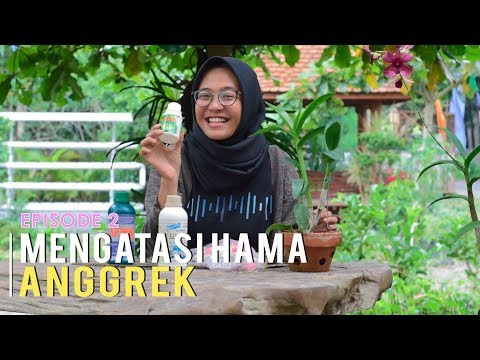 Video CARA MENCEGAH & MENGATASI HAMA ANGGREK Episode 2 2021