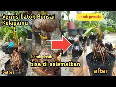 Video CARA PEMERNISAN BATOK BONSAI KELAPA || CARA MENCEGAH AGAR BATOK BONSAI KELAPA TIDAK PECAH 2021