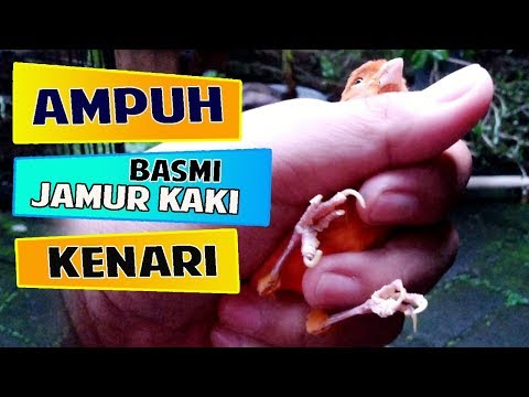 Video Cara Mengobati Jamur Pada Kaki Kenari 2021