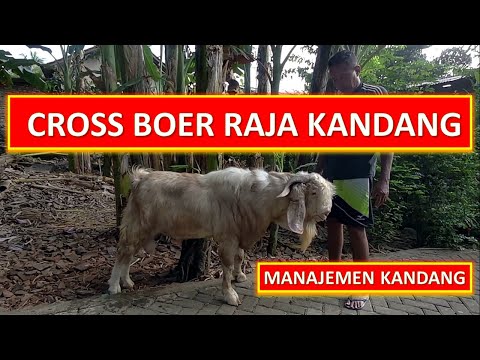 Video KAMBING CROSS BOER – VIRAL CARA MENGOBATI PENYAKIT KAMISONDHO 2021