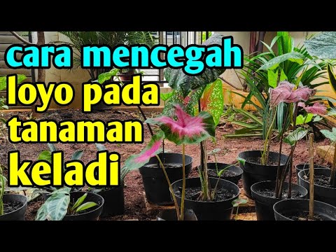 Video Cara Mencegah Loyo Pada Tanaman Keladi 2021