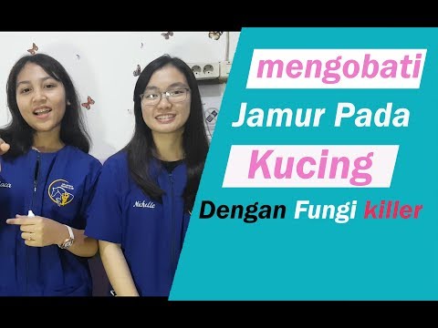 Video cara mengobati dan menyembuhkan jamur, juga penyakit kulit pada kucing 2021