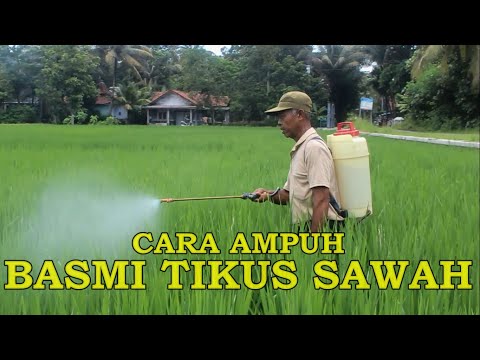 Video CARA AMPUH BASMI TIKUS SAWAH 2021