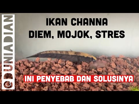 Video CARA MENGATASI IKAN CHANNA STRES / MOJOK 2021