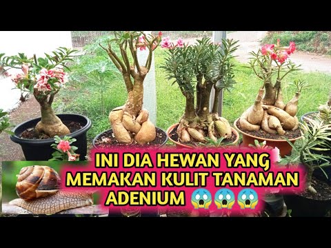 Video Cara Mudah Cegah Hama Siput Atau Bekicot Pada Tanaman Adenium 2021