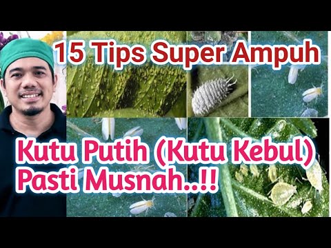 Video 15 Tips dan Ramuan Ampuh Mengatasi Hama Tanaman, cara mengatasi kutu kebul (kutu putih) pada tanaman 2021