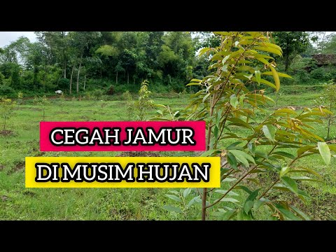 Video CARA SAYA DALAM MENCEGAH HAMA JAMUR DI MUSIM HUJAN | BOCAH DUREN 2021