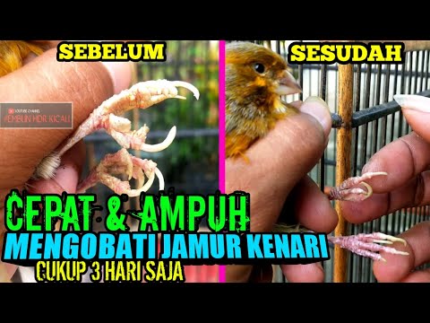 Video TERBUKTI AMPUH…!CARA MENGOBATI JAMUR PADA KAKI KENARI HANYA 3 HARI 2021