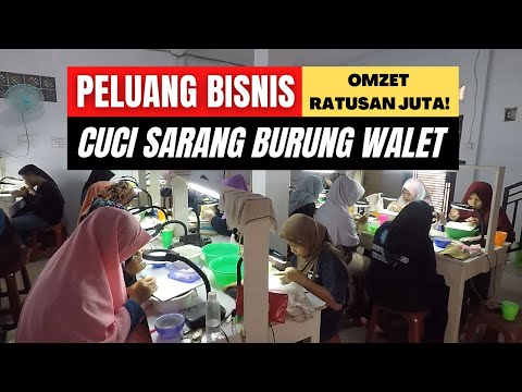 Peluang Usaha Cuci Sarang Walet | Bisa Buka Kursus dan Ekspor Sekaligus!